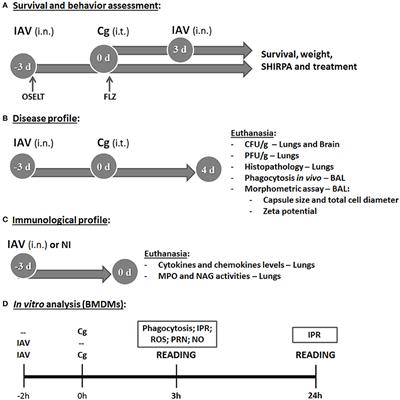 Influenza A Virus as a Predisposing Factor for Cryptococcosis